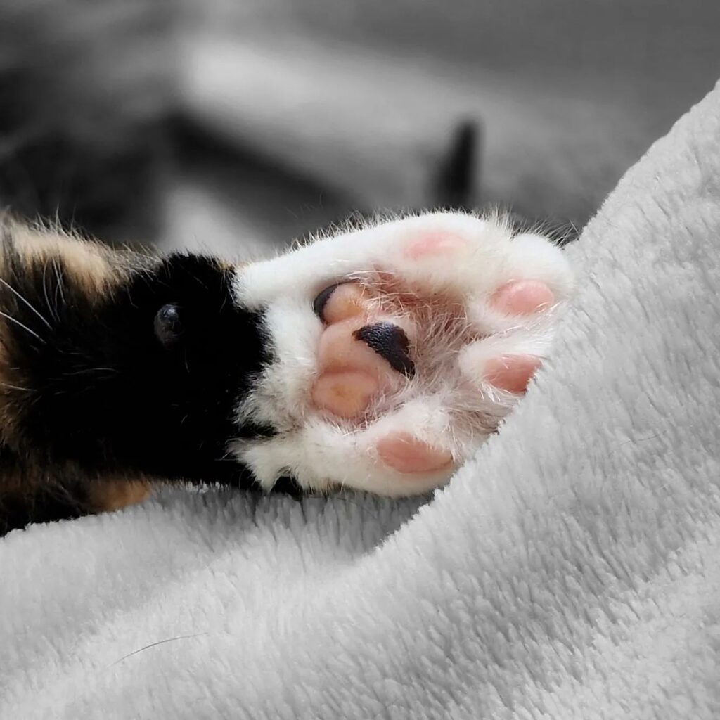 Paw